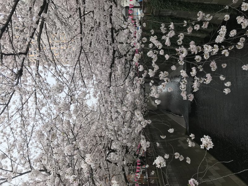桜ヒラヒラ〜