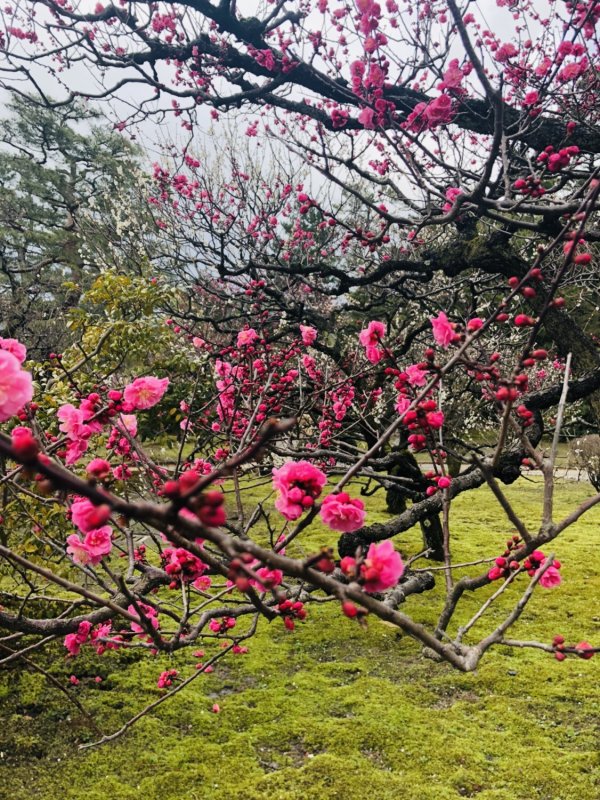 花粉飛散