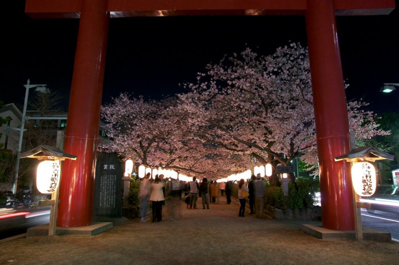 段葛の桜