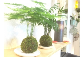 苔玉